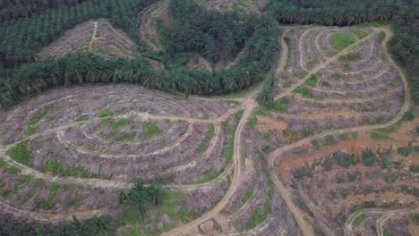 Oil-palm-land-cleared-by-farmer-for-replant-at-Malaysia.